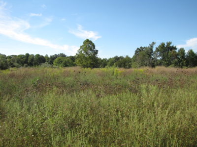 Brood-rearing cover for quail consists of areas with high percentages of native annual weeds like ragweed, beggar-weed, partridge pea and many wildflowers and a low percentage of grass cover. Brood-rearing cover often doubles as good winter feeding cover.