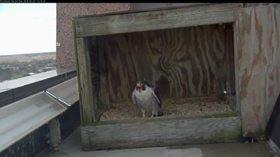 Male peregrine falcon at the Riverfront Plaza nest box last Friday