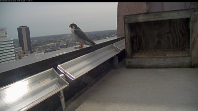 Male peregrine falcon on the ledge parapet of the Riverfront Plaza building