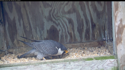 Male peregrine falcon maintaining the scrape inside the Riverfront Plaza nest box