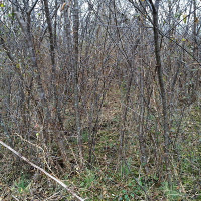 A thick plum thicket which would be ideal escape cover for quails as it is thick above but open underneath the branches