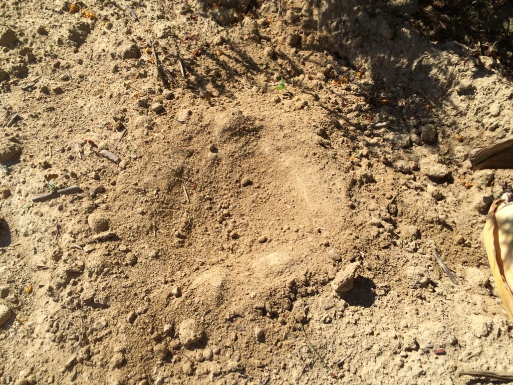 An image of a disturbed patch of dirt where a quail likely took a dust bath