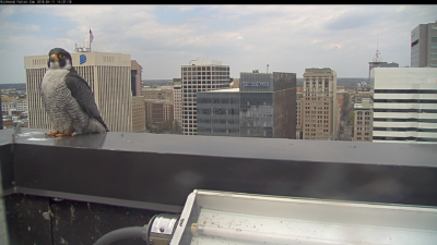Male peregrine falcon perched on the parapet of the Riverfront Plaza building