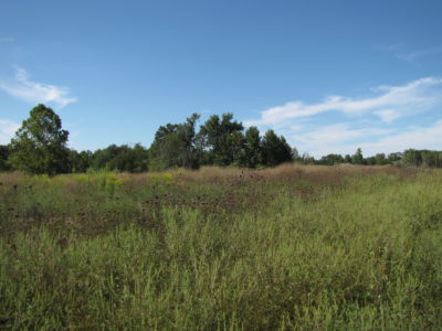 A field with trees in the background; diverse meadows like this are ideal bobwhite habitat.