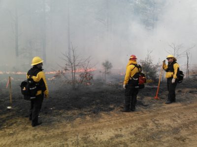 An image of three people in protective gear patrolling the fire line of an understory burn