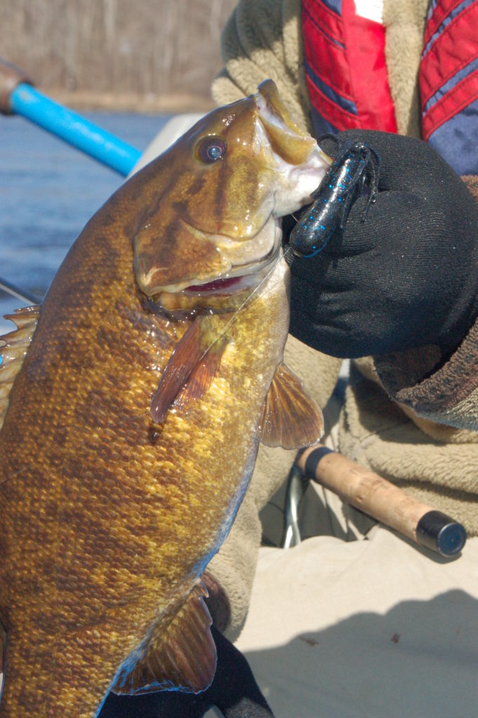 Smallmouth bass being held by an angler