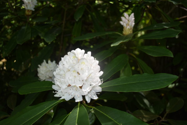 An image of a large white flower with multiple blooms atop long smooth deep green leaves;