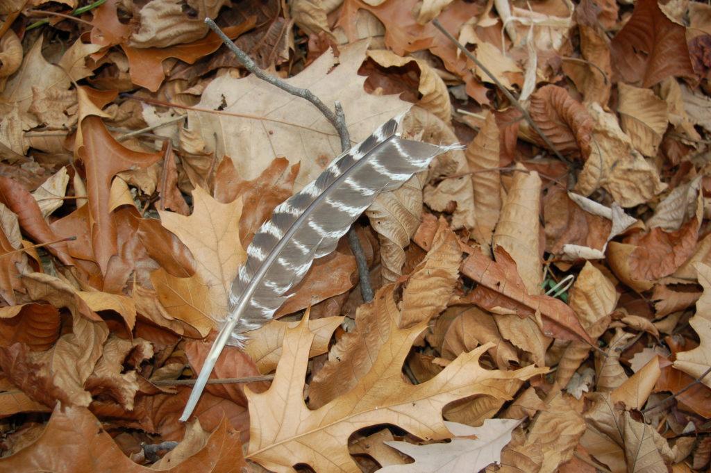 An image of a turkey feather laying upon orange leaf litter