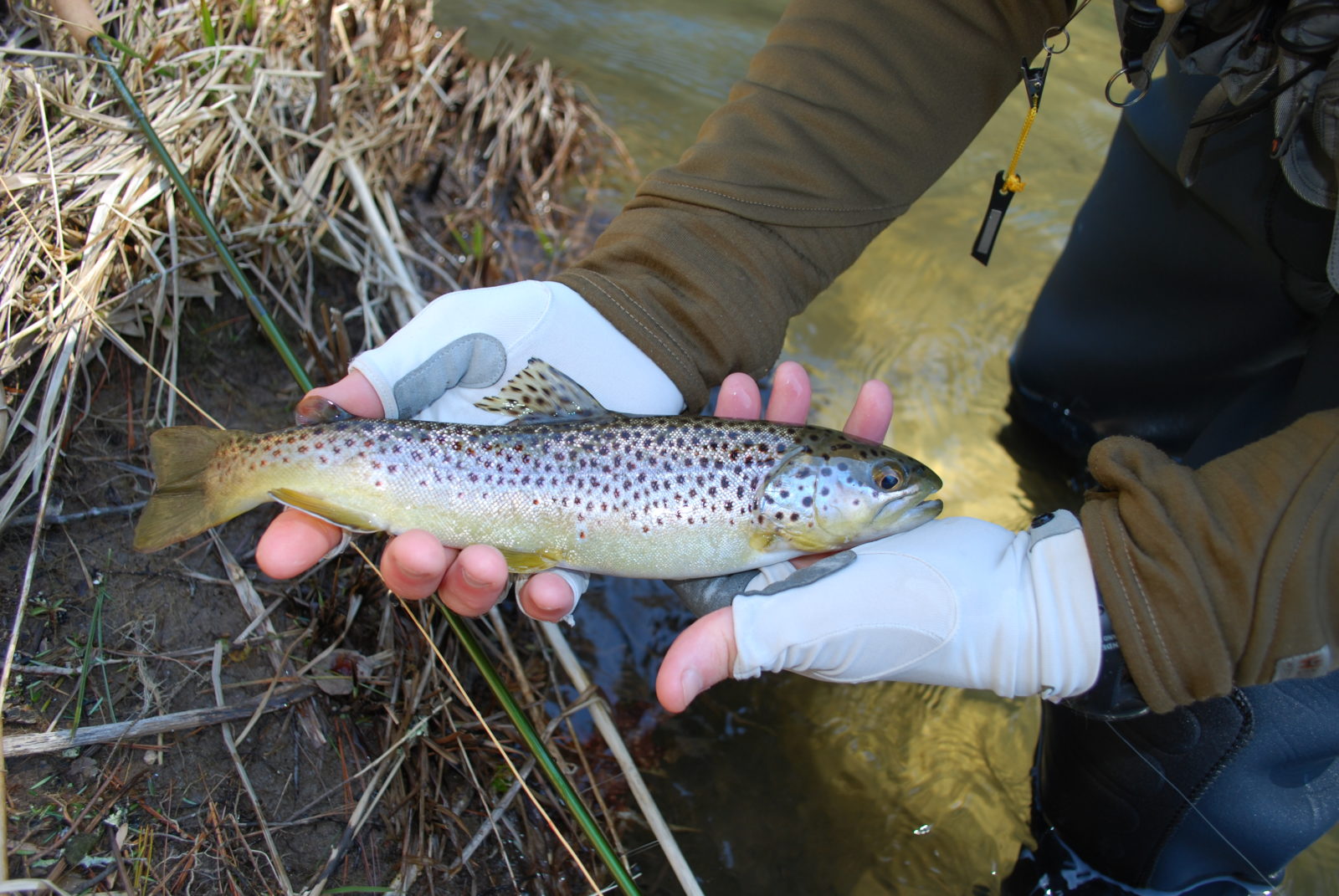 An image of an angler holding a brown trout