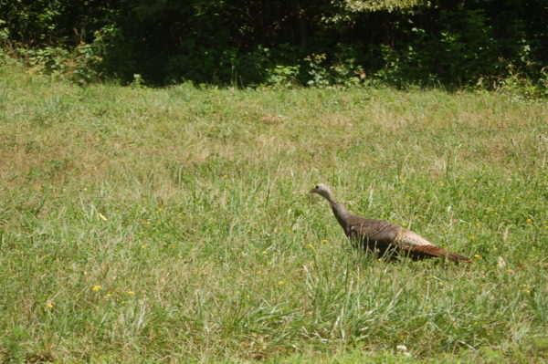 An image of a female turkey hen in a meadow