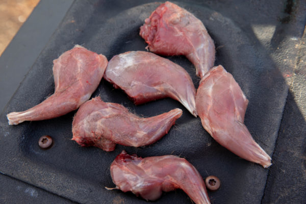 Squirrel meat gathered in the hunt