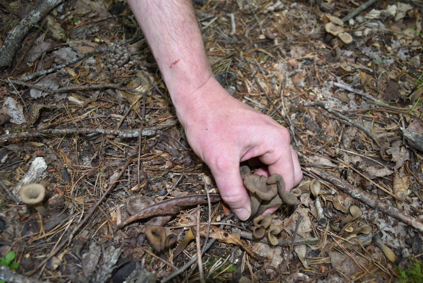 An image of a hand picking a Black Trumpet Chanterelle from the forest floor