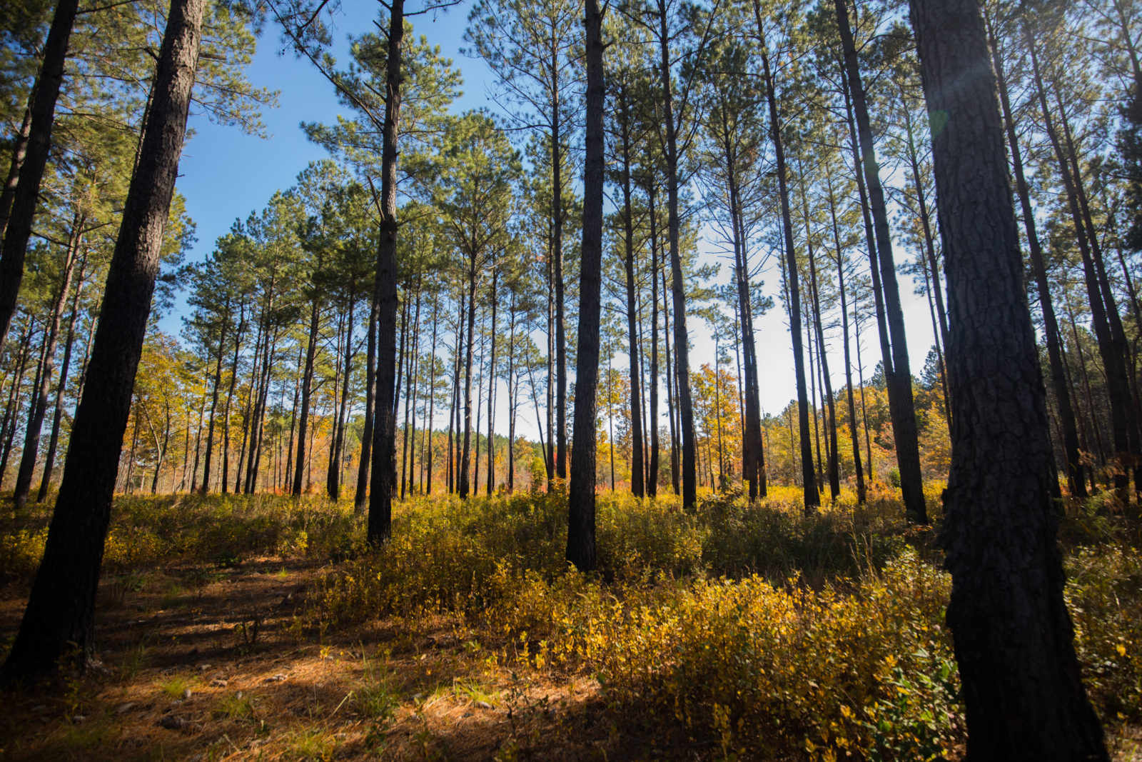 An image of a pine savannah from the Big Woods wildlife management area