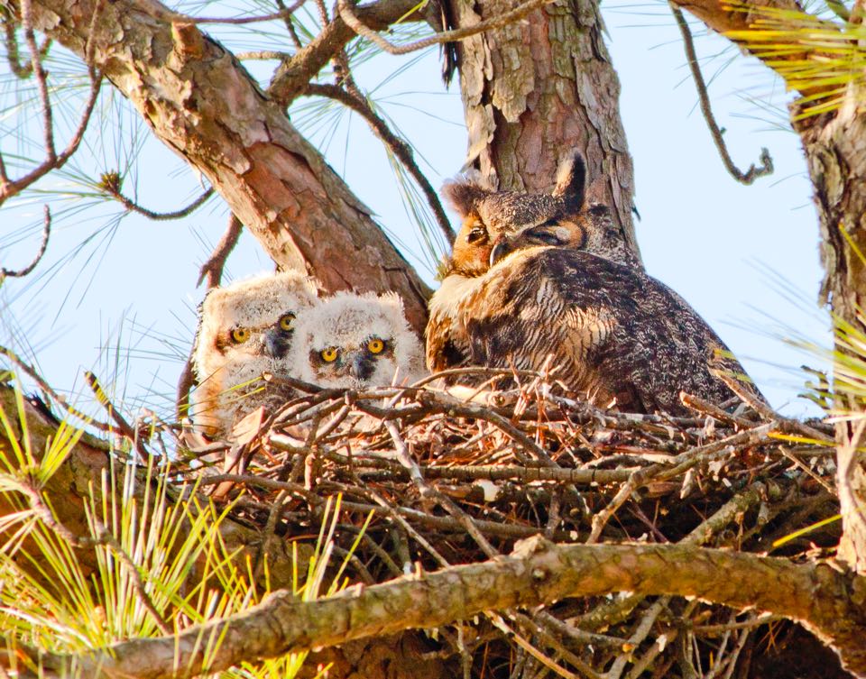 Great Horned Owl with two chicks at nest.