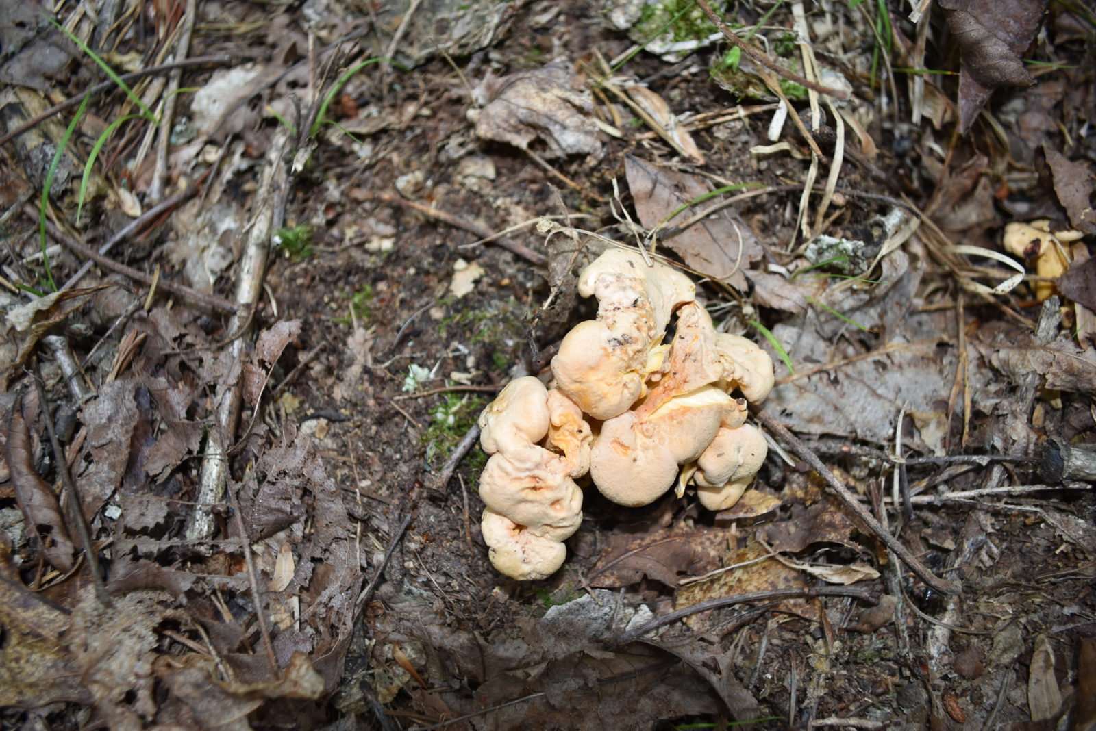 An image of smooth chanterelles on the forest floor; they are a beige-orange in color and have rounded messily organized tops