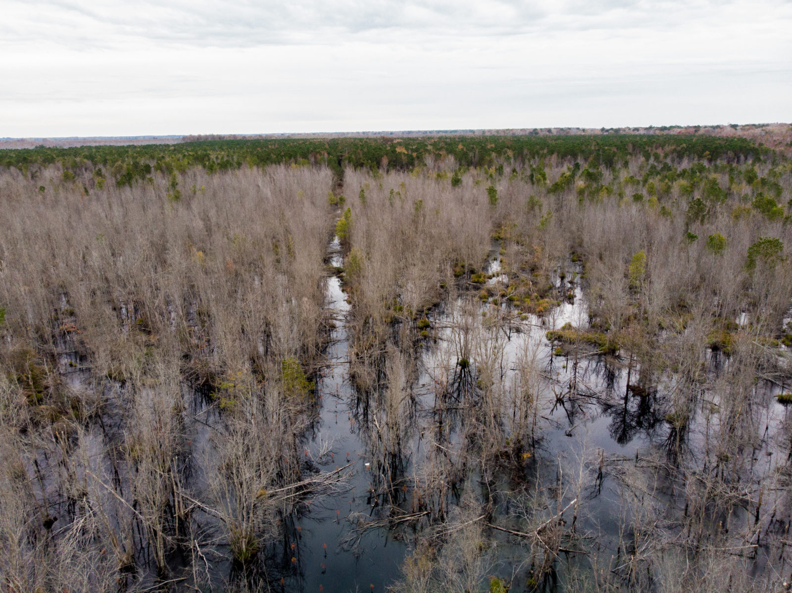 dismal-swamp-tract-of-cavalier-virginia-dwr