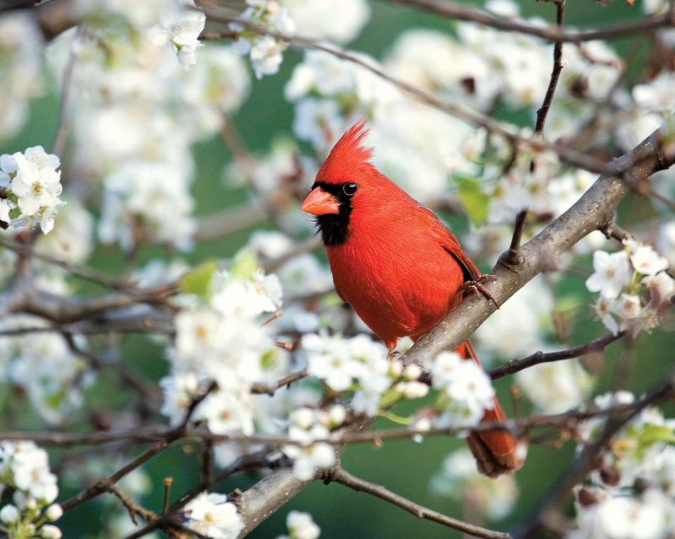 A male northern cardinal among white flowers