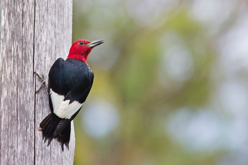 A red headed woodpecker on a telephone pole