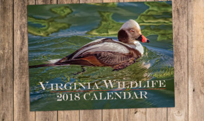 An image of the wildlife calendar that can be purchase at the shop