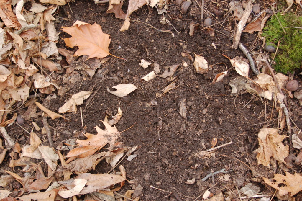 An section of leaf litter which has been scratched away to reveal the soil underneath indicating turkeys are nearby