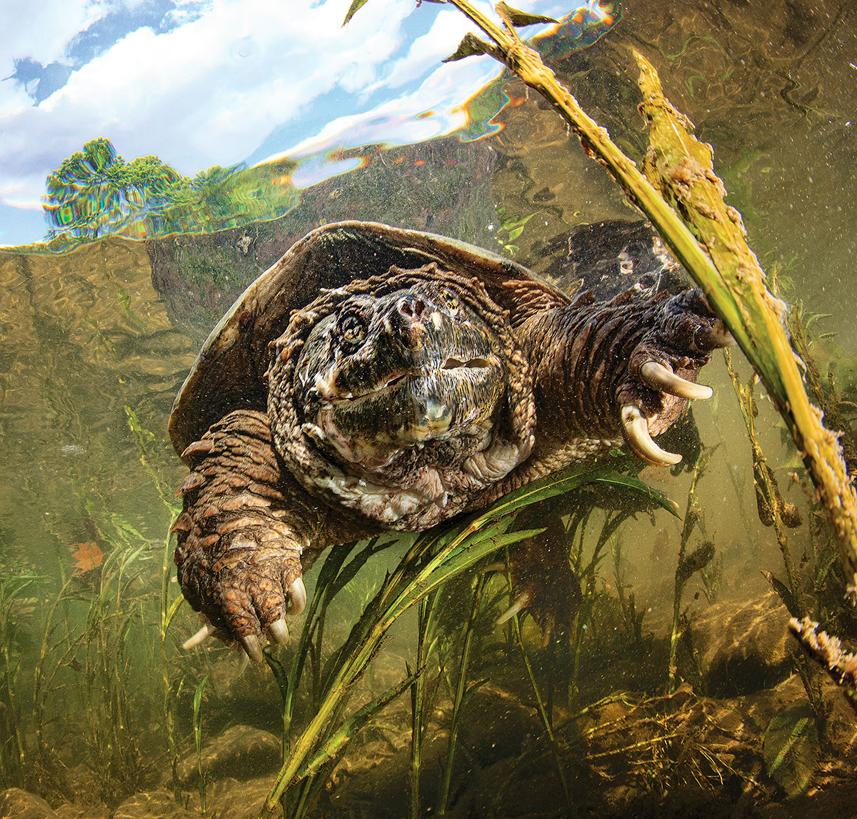 How Long Can a Snapping Turtle Stay Out of Water  