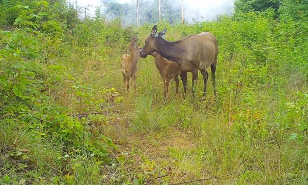An image of a mother cow elk and her two calves in a forest clearing