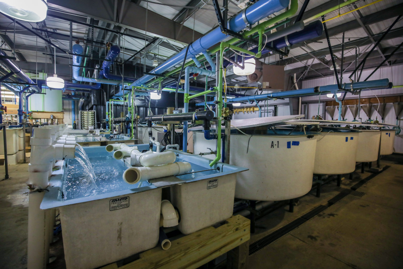 Vic Thomas Fish Hatchery Virginia DWR