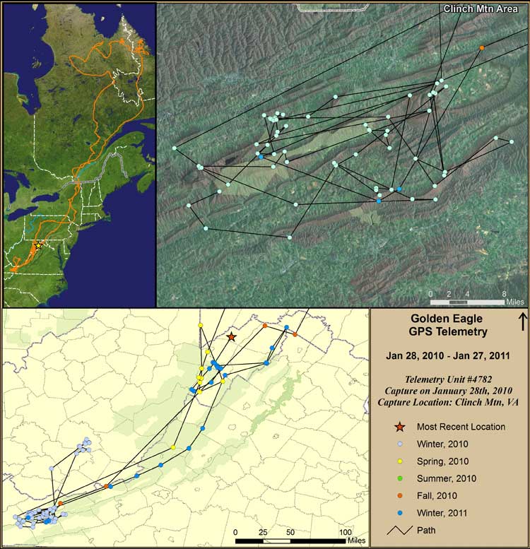 Virginia Golden Eagle Research and Conservation  Virginia DWR