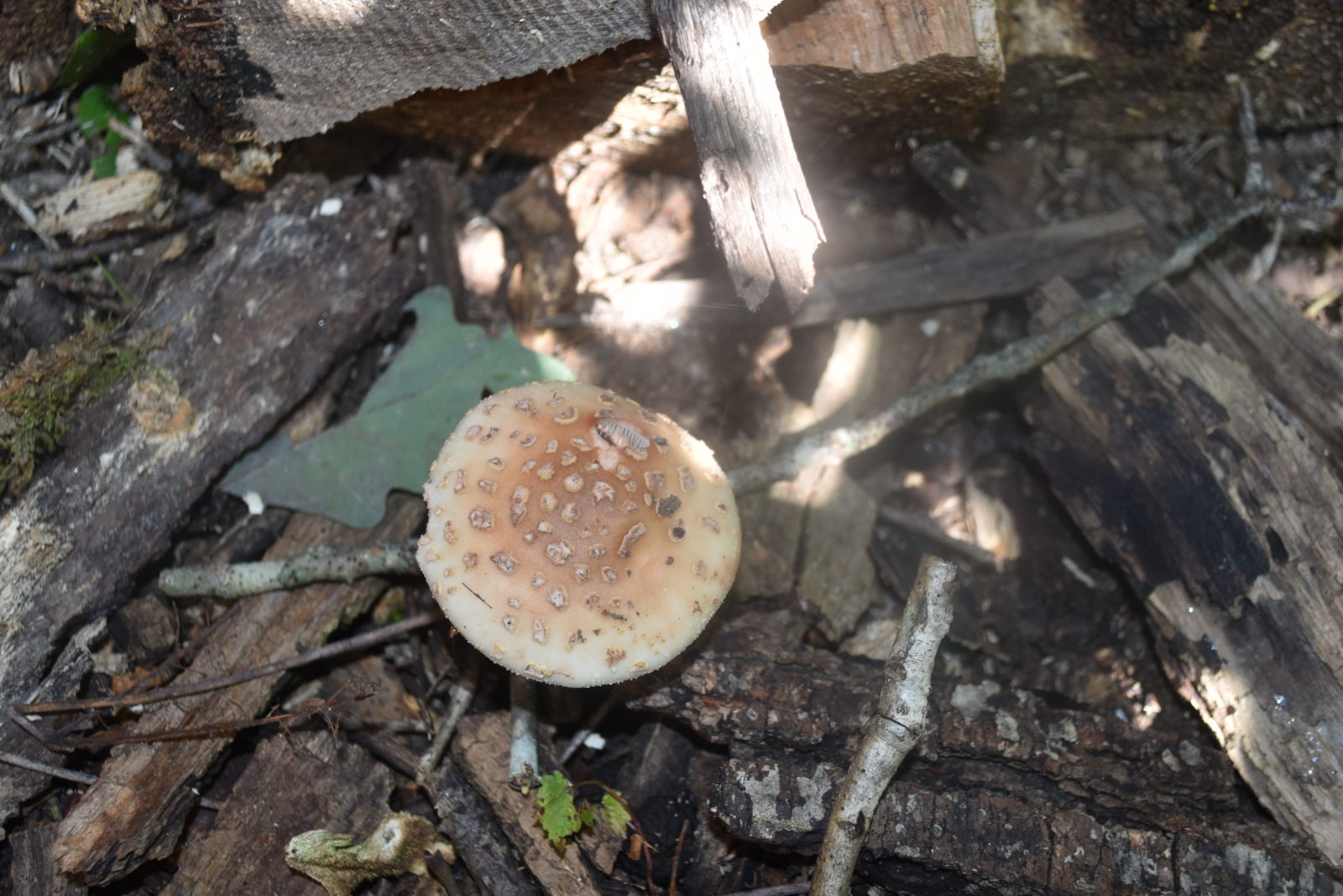 An image of a member of the amanita family of mushrooms; these have a singular round cap and are often spotted on the top. This family of mushrooms is often poisonous and hallucinogenic; do not consume