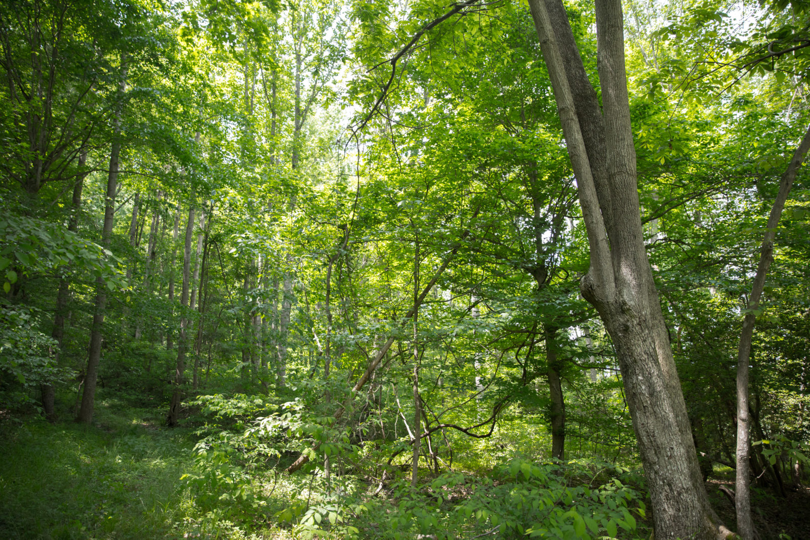 Mattaponi Bluffs | Virginia DWR