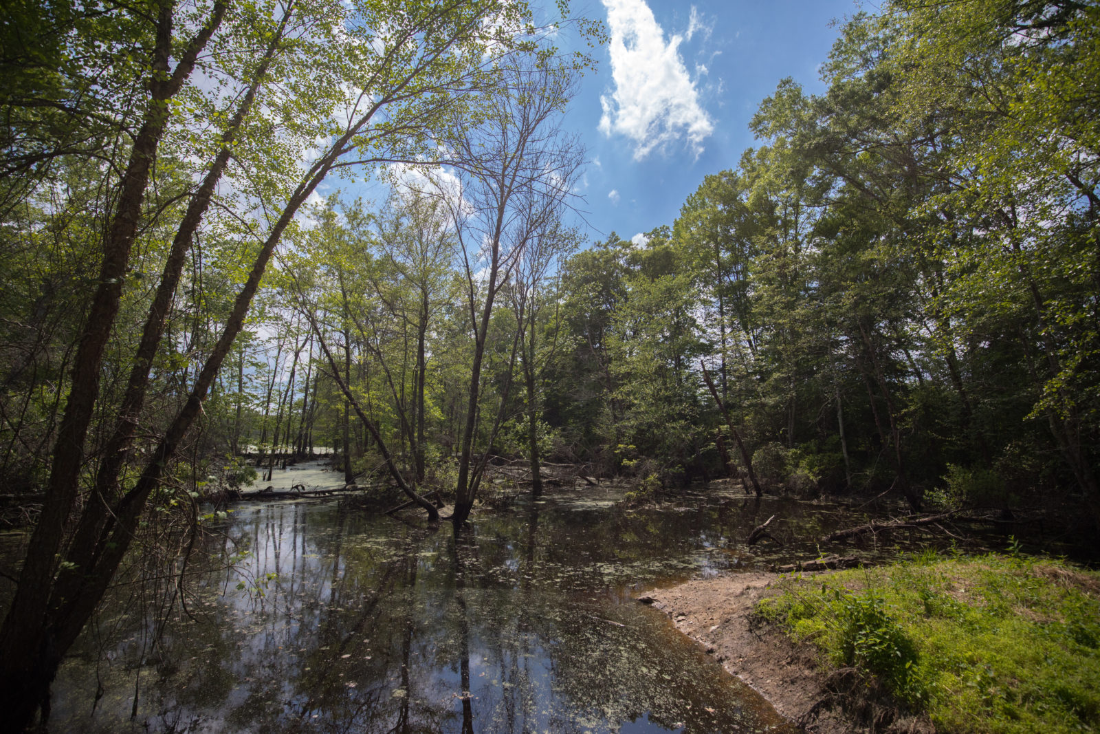 Mattaponi | Virginia DWR