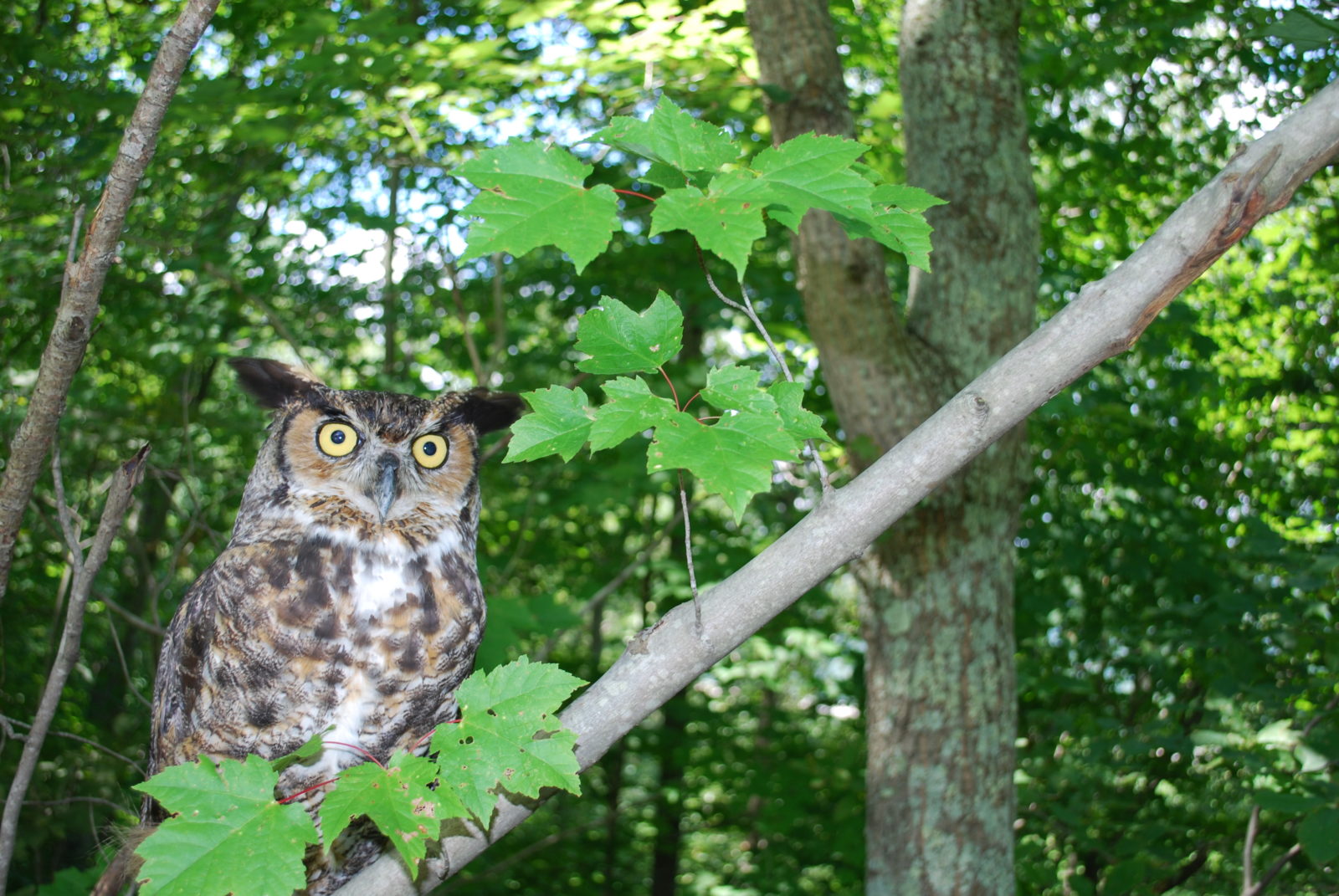 An image of a great horned owl sitting on a maple tree branch