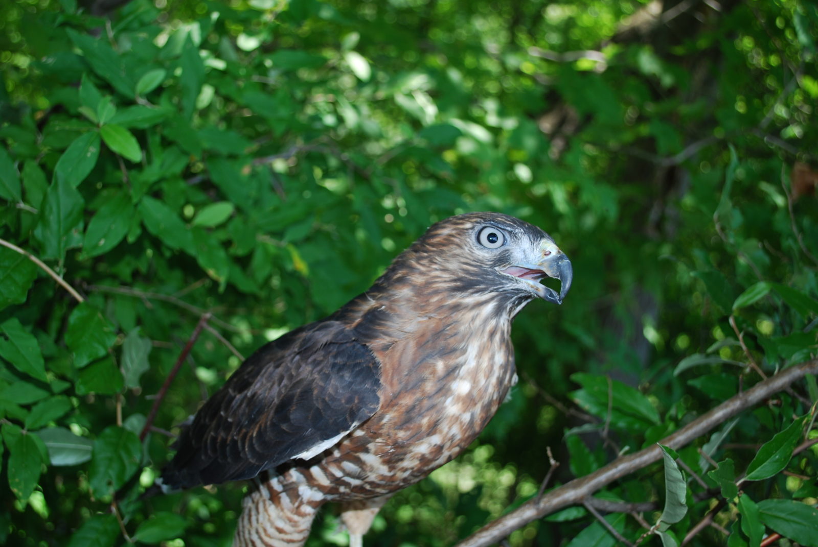 A image of a broad winged raptor sitting in a creeper thicket