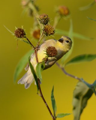 American goldfinch feeding on seedheads. 