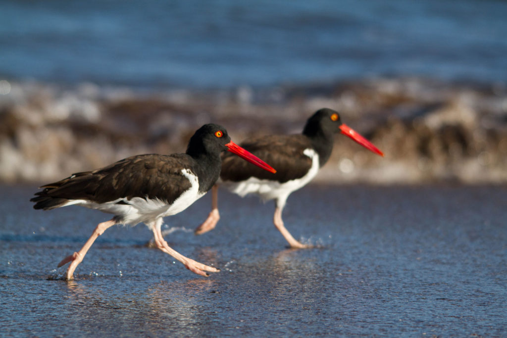 An image of American oystercatchers a small black bird with red eyes and beak and a white belly