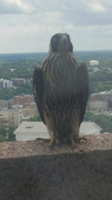 The Baltimore juvenile female as spotted from the window of a DCR office in downtown Richmond. Courtesy photo.