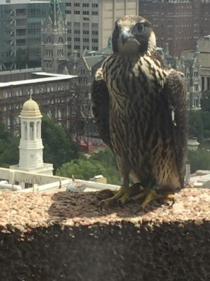 The Baltimore juvenile female on a ledge above downtown Richmond; still has juveniles plumage (they are more brown and tan then the mature birds)