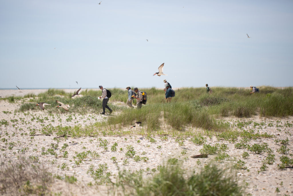 An image of skimmers taking flight as the DWR biologists count their nests