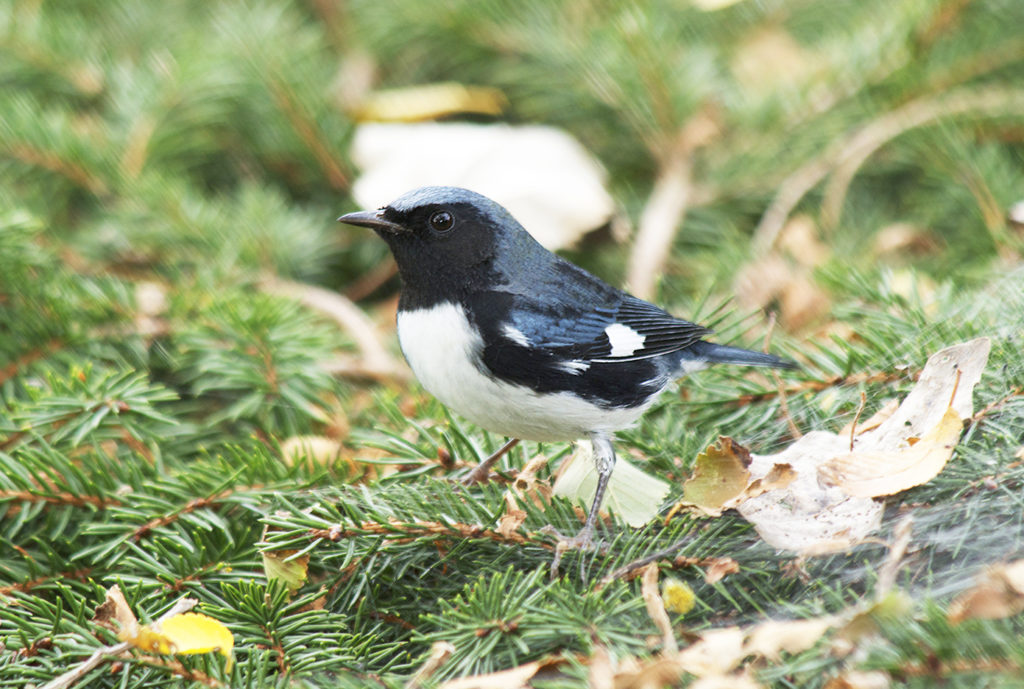 Black-throated Blue Warbler on a pine tree bough