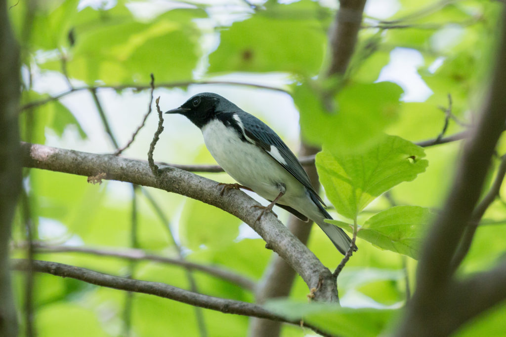 An image of a black throated blue warbler in a tree; this bird has a blue back and wings, a black face and white underbelly