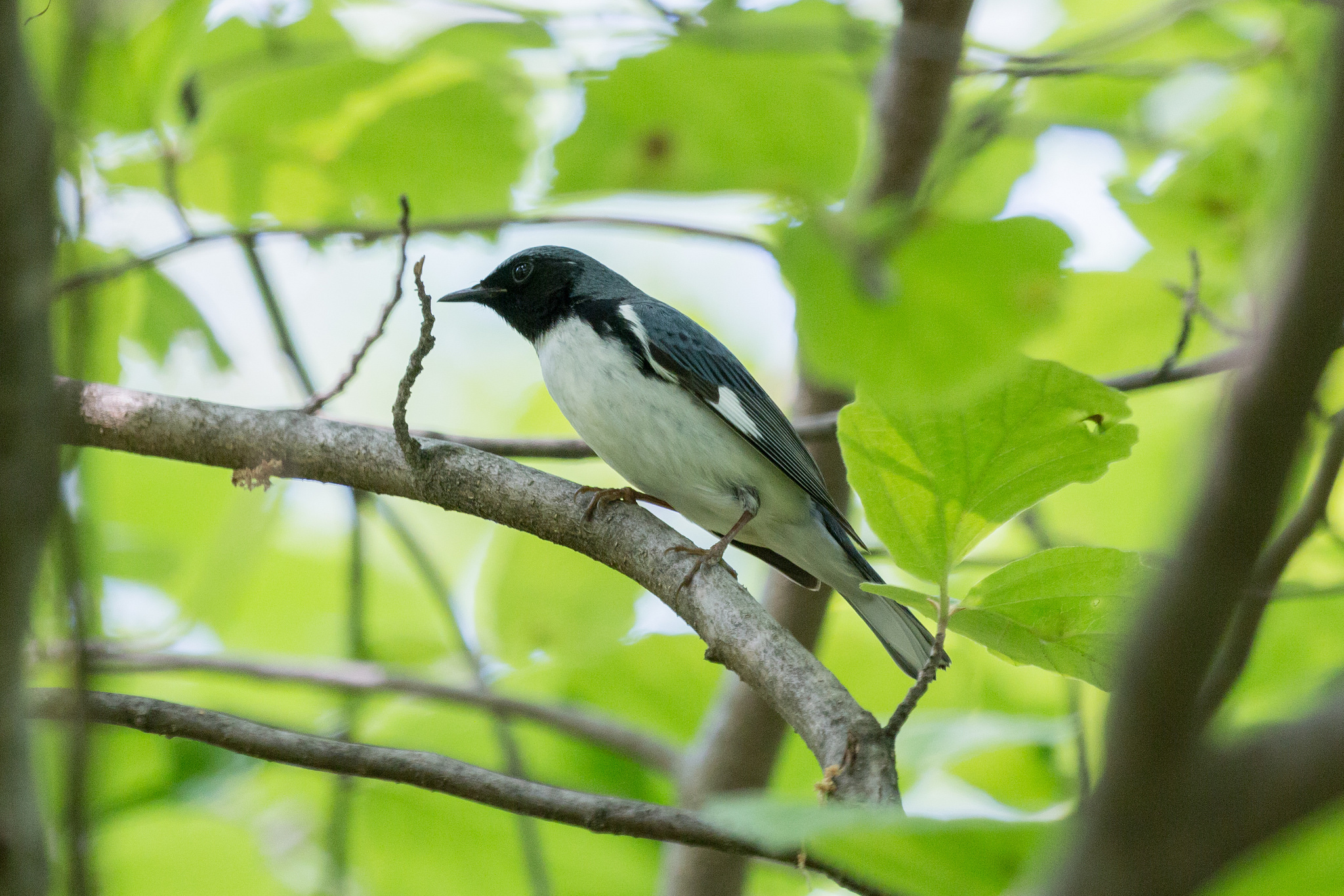 Spring Migration Has Begun! Visit the Virginia Birding & Wildlife Trail