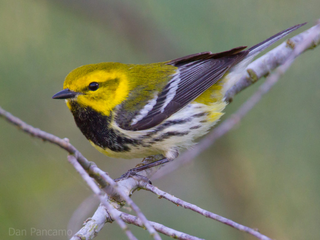 Fall Migration is Reaching its Peak! Visit the Virginia Bird & Wildlife ...