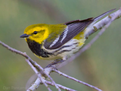 A black throated green warbler on a branch