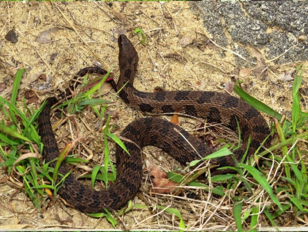 An image of a Brown Watersnake with is nonvenomous and lacks the white underbelly of the Cottonmouth.
