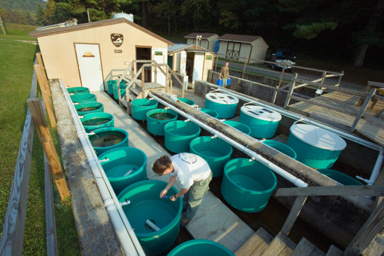 Buller Fish Hatchery Virginia DWR