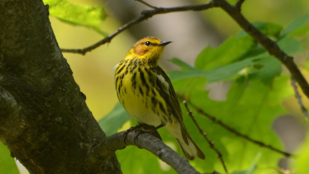An image of Cape May warbler in a tree; this small bird is a bright yellow with black markings on it's back, crown and chest.