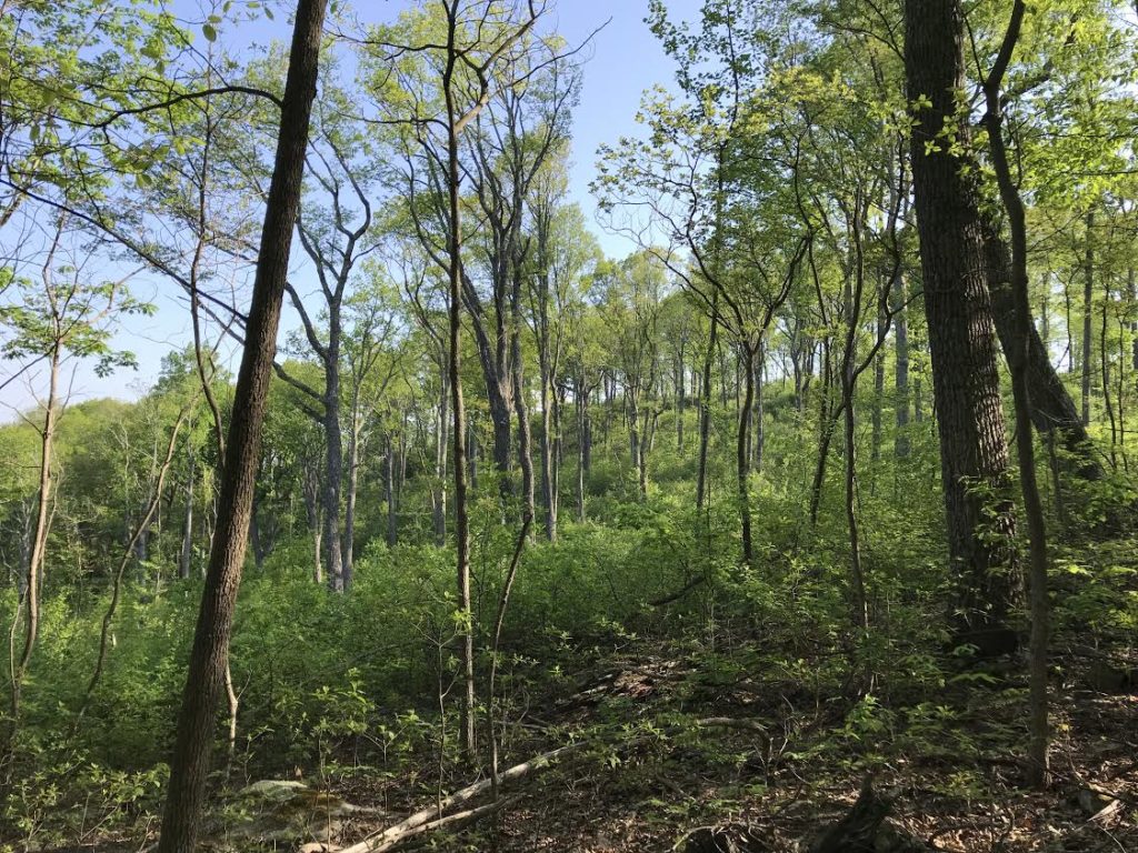 An image of a deciduous forest with a thick understory; ideal Cerulean Warbler habitat