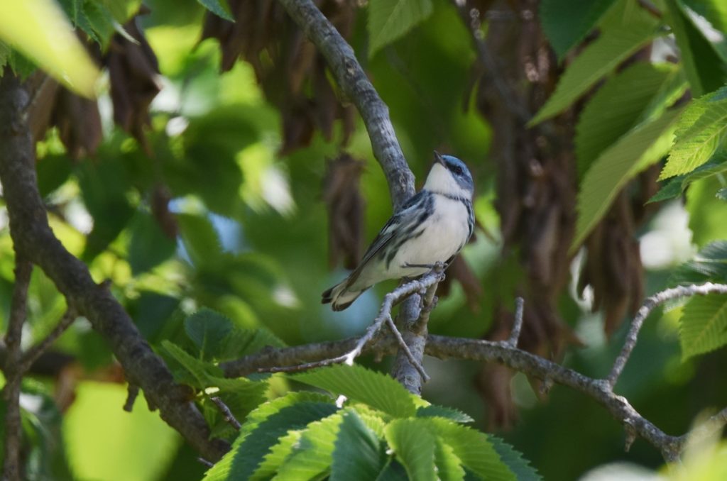 An image of a cerulean warbler on a branch