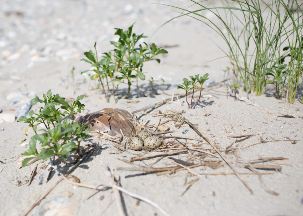 An common tern nest laid on the beach by the remains of a horseshoe crab
