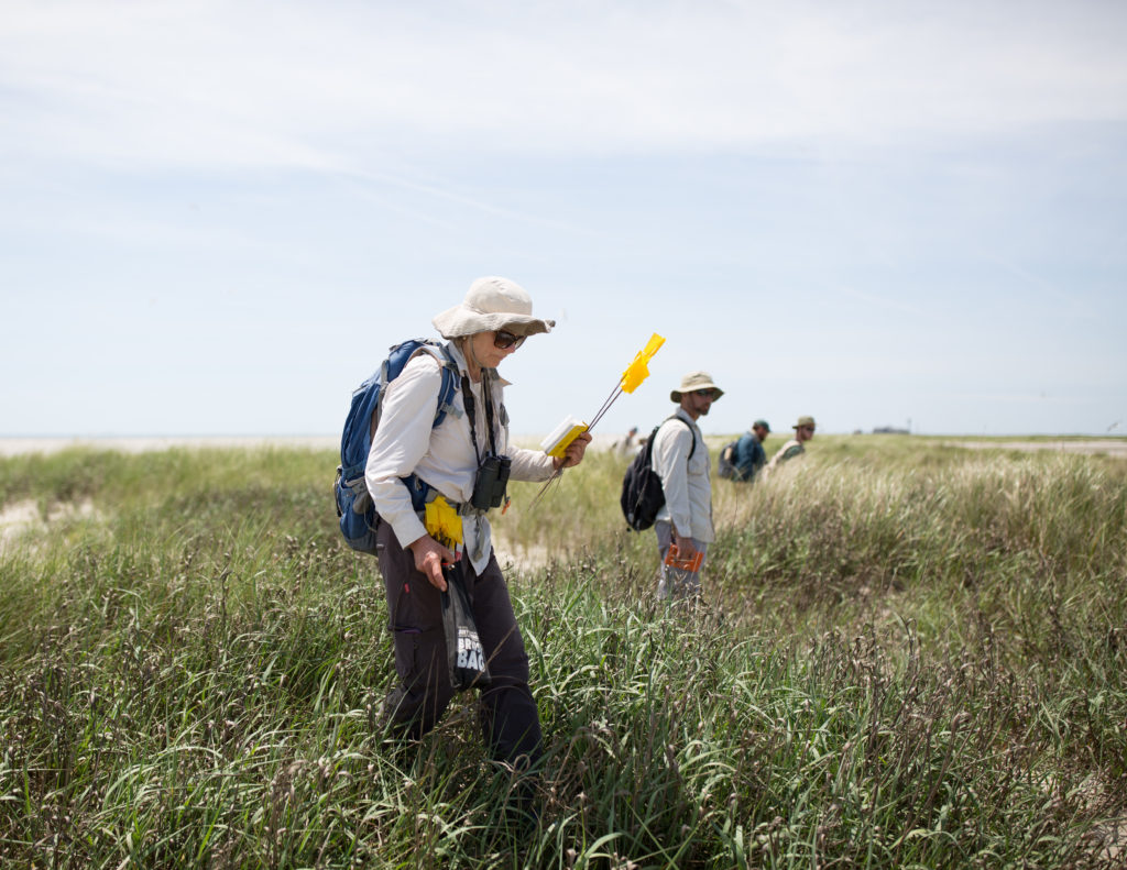 An image of an DWR biologist planting flags at transect lines to prevent double counting